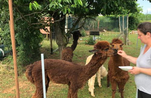 Agriturismo il Podere Vedelago con San Bernardo, Alpaca e una Pentola di cose da scoprire - Foto 6