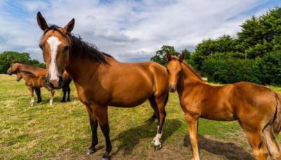 Copperbeech Farm Cottages - Foto 4