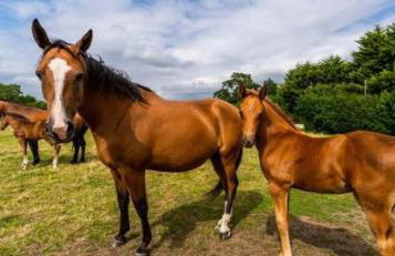 Copperbeech Farm Cottages - Foto 4