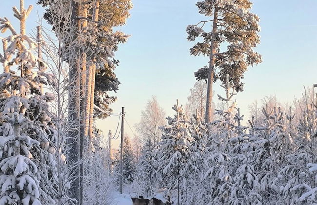 Lapland Pure Nature and More! - Foto 31
