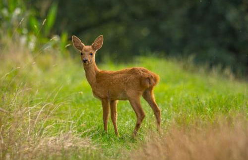La Maison de Traverse - Gîte de caractère - Foto 26