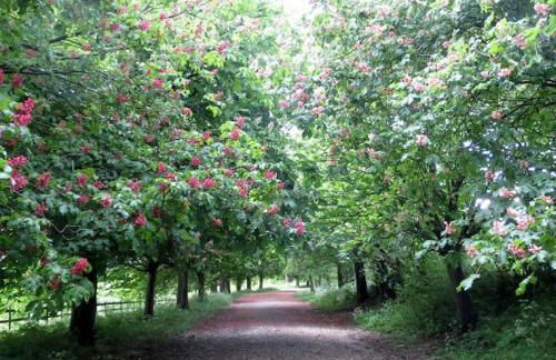 Delightful cabin retreat wrapped by natural beauty - Photo 15