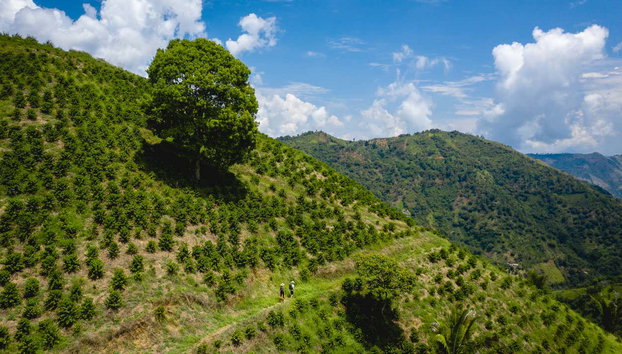 Senderismo por los cafetales de Salgar - Foto 5, Conociendo las plantaciones de café de Salgar