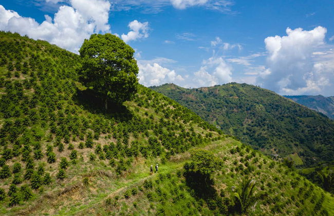 Senderismo por los cafetales de Salgar - Foto 5