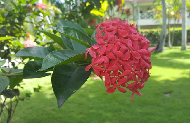 Oasis Hotel Las Terrenas - Foto 38