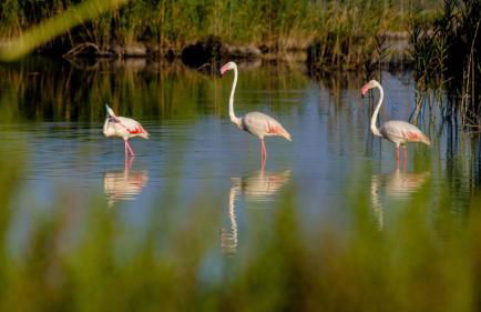 Villa Pepita - Foto 52