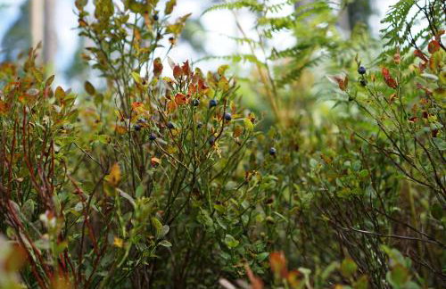 Haus Hubertus - Photo 22