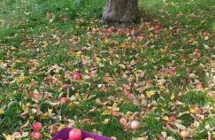 SchöneWohnung mit eigenem Gsrten und Eingang - Foto 1