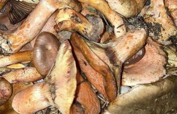 Casa de l'hort - Els Valentins - Foto 20