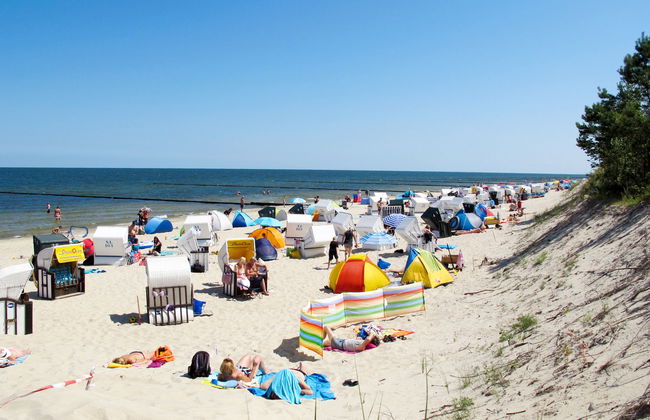 Sonnenblume - Foto 27