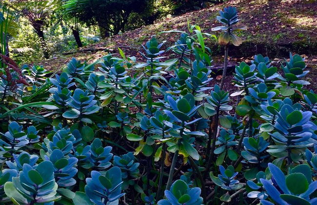Ideal Para Familia Pequena O Grupo De Tres Amigos - Foto 4