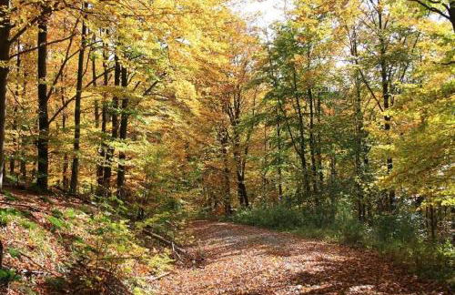 Apartment am Buchenhain - Foto 58