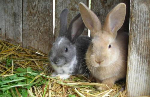 Ferienwohnung Lindenhof - Foto 29