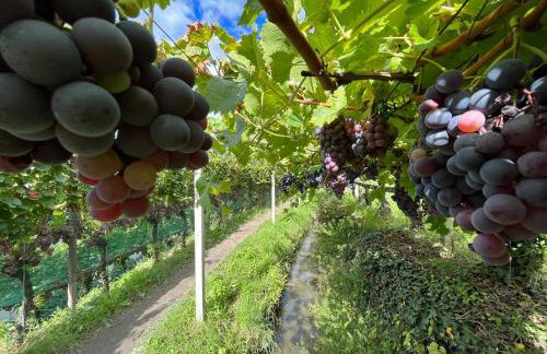 Apartment Mia - Foto 23