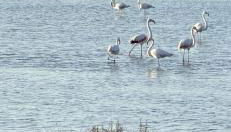 Via Roma House appartamento - Foto 4