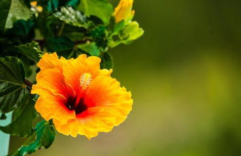 Il Giardino Di Lory - Foto 78