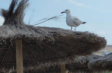 Apartment Cabrio - Gran Alacant - Foto 28