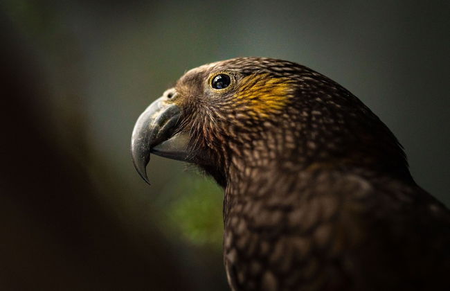 Treetops - Forest Escape - Onetangi - Foto 20