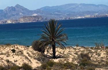 Altomar II Gran Alacant - Photo 40