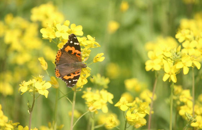 Excursión a los cafetales de Sarangkot - Foto 16