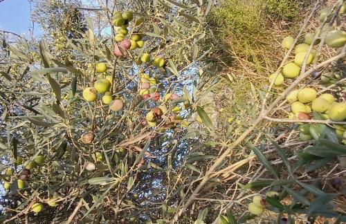 Charming Country House - Foto 28