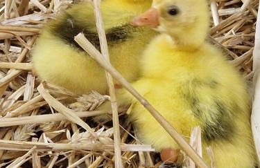 Ferienhof Bron - Foto 16