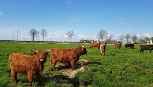Biolandhof Dorn Highlander vom Elbdeich - Foto 2