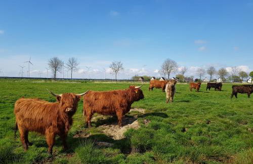 Biolandhof Dorn Highlander vom Elbdeich - Foto 2