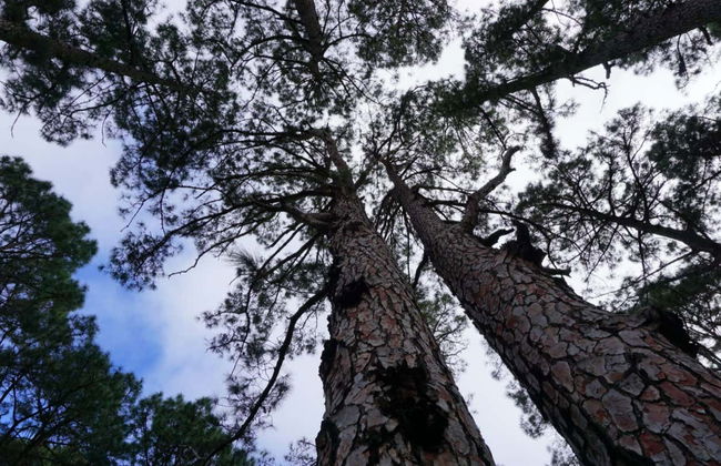Trilha pelo vulcão Chinyero - Foto 2