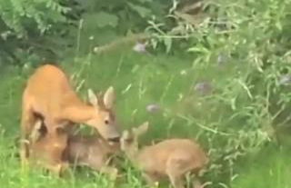 Les Jardins du castel gites Annick et Jean paul - Foto 30