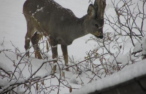 FeWo Harz Haennig 2 - Foto 32