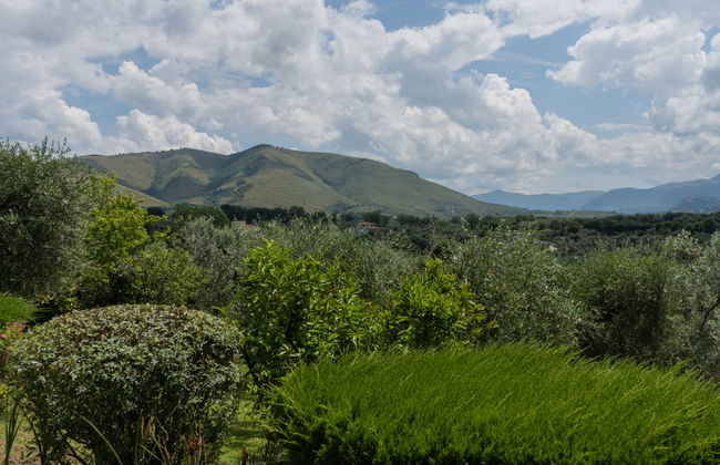 Olive Grove Sabina - Foto 4