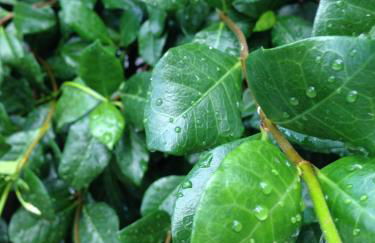 Naiada Apartments Milina - Foto 4