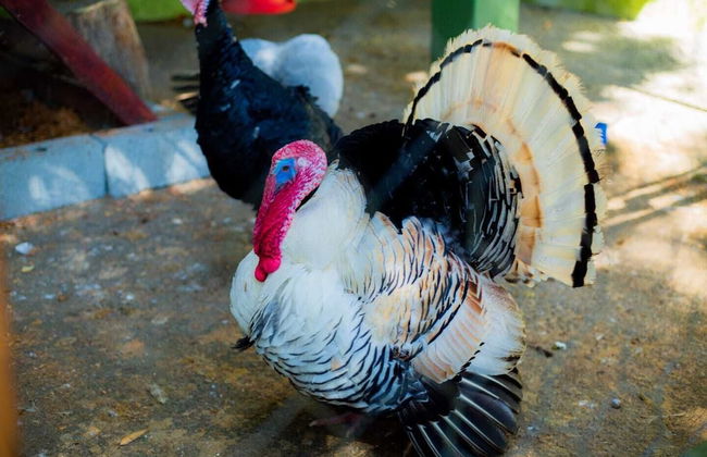 Hotel Fazenda Costelão - Photo 5