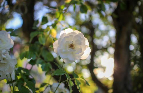 Gites de la Villa Pergola - Foto 77