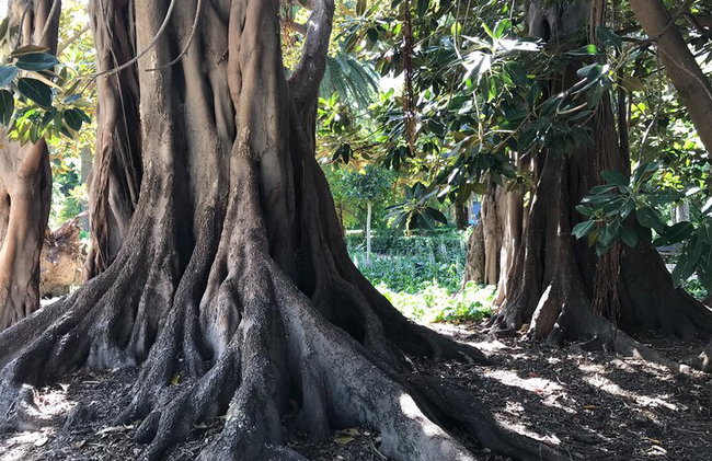 Valencia 3 Parks Private Segway-Tour. - Foto 12