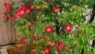 Domaine du Petit Tournebelle - Foto 5, Garden, Garden view