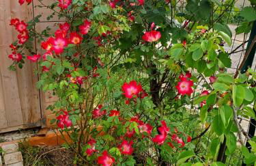 Domaine du Petit Tournebelle - Foto 5