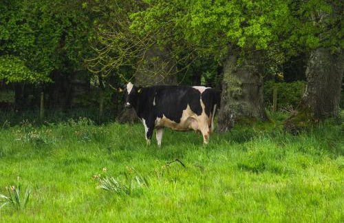 Woodview Cottage - Photo 13