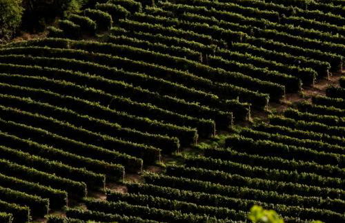 Hillside In - Foto 46