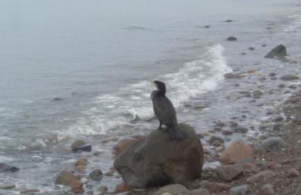 Finnhütte Amelie - Foto 14