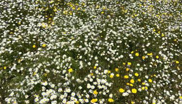 Corvatos Casas do Monte - Foto 2