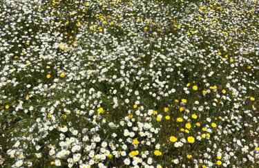 Corvatos Casas do Monte - Foto 2