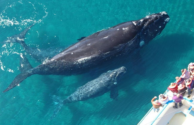 3BR 10 Guests Ocean View BBQ in Samana - Photo 56