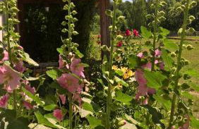 Jabłkowo-na skraju Puszczy Boreckiej ŚNIADANIA W CENIE - Foto 15