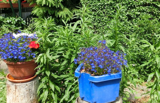 Holiday Home in Cattenstedt Harz With Garden - Foto 22