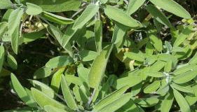 Rifugio Valentina - Foto 4, Garden