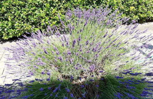 Casa Vacanze "Dimora Quercia" - Villino "Quercia" - Foto 50