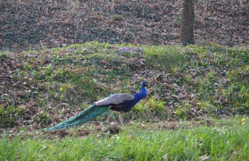 Agriturismo Dondino - Foto 44