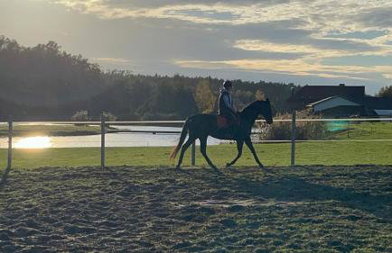 Tawerna Pod Kotwicą pokoje i domy wakacyjne - Foto 24